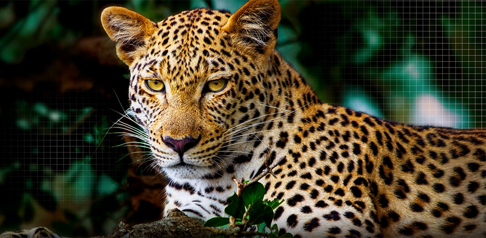 Tivi LG giá rẻ – Tận hưởng hình ảnh tối ưu với công nghệ AI Picture Pro