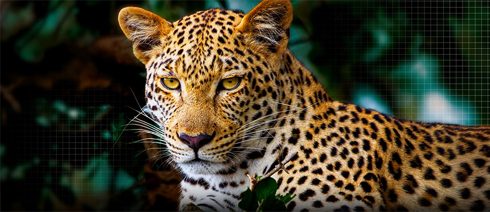 Tivi LG – Nâng tầm trải nghiệm hình ảnh với công nghệ AI Picture Pro